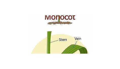 Internal structure of monocot leaf (Grass Leaf) — lesson. Science State