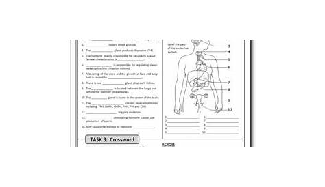 endocrine system labeling worksheet