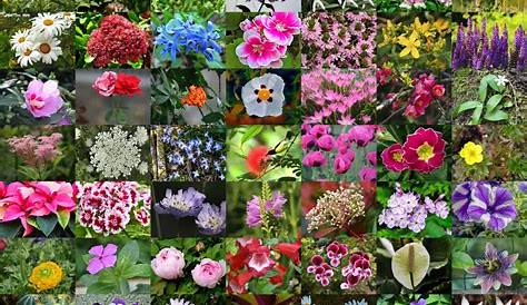 List Of 300 Flower Names A To Z with Images | Florgeous
