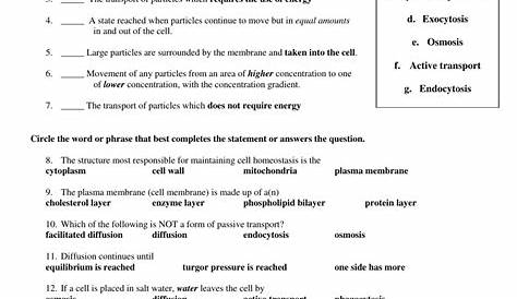 Cell Transport Worksheet Answers