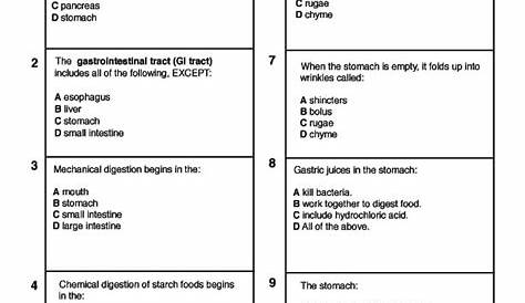 43+ Digestive System Anatomy Worksheet Answers PNG | scenesfamemfory