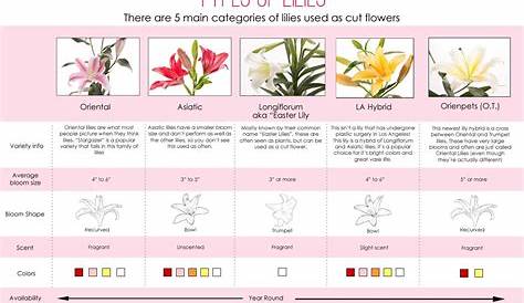 Types of Lilies - this handy chart gives a quick overview of the 5