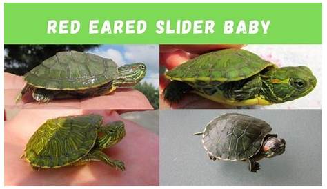 red eared slider age size chart