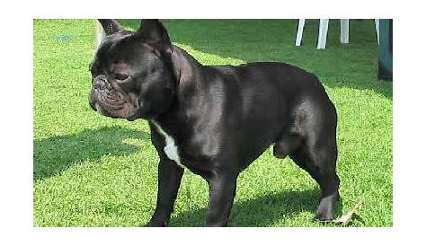 French Bulldog Small Dog Genetics and Breeds ~ planetanimalzone