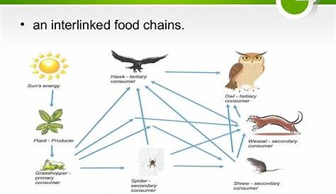 Ecological Pyramids, Food Chain and Food Web