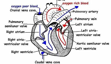 structure of the heart worksheets