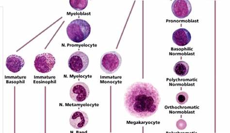 hematopoietic stem cell development