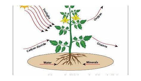 What is Photosynthesis? | Photosynthesis worksheet, Photosynthesis