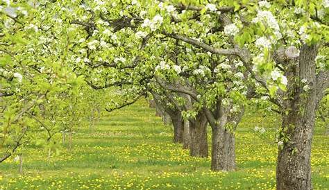 Cross Pollination Pear Trees: Which Pear Trees Pollinate Each Other