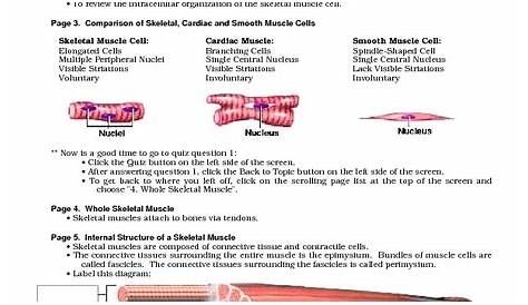 skeletal muscle worksheet answers