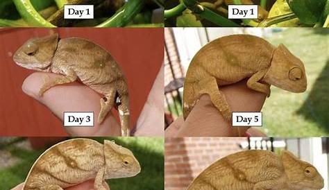 06SepGagliardi | Chameleon pet, Baby chameleon, Chameleon care