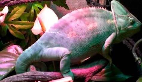 veiled chameleon mood color chart