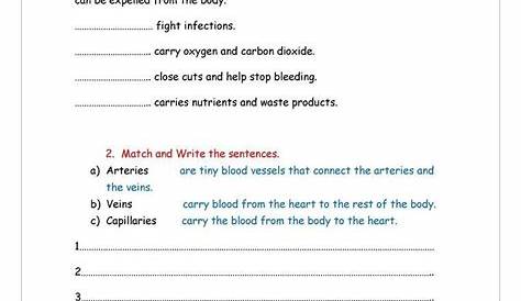 Circulatory System Worksheet Answers - worksheet