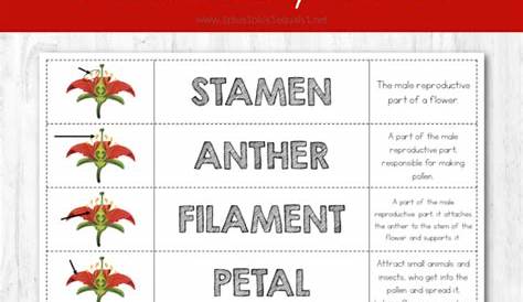 basic flower parts quiz pdf