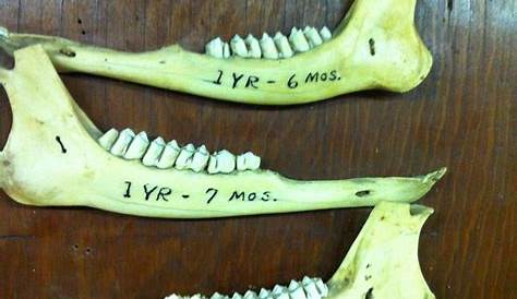 Aging Whitetail Deer By Their Teeth - TeethWalls
