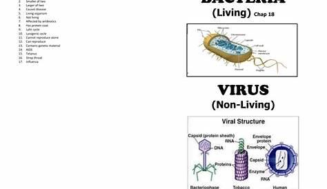 viruses vs bacteria worksheet