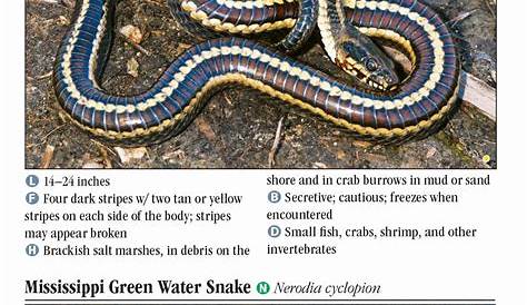 Snakes of Southeast Texas – Quick Reference Publishing Retail