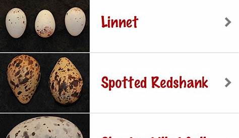 wisconsin bird egg identification chart