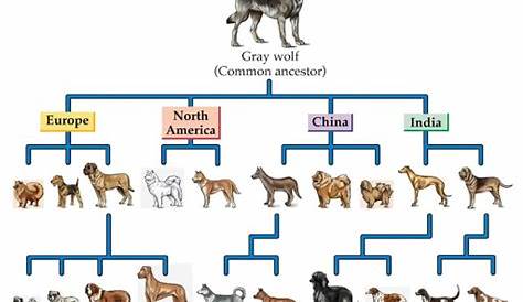 Evolution of Dogs - NeuroLogica Blog
