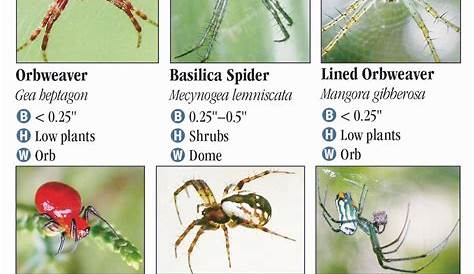 Spiders of Louisiana – Quick Reference Publishing