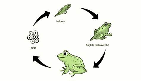 the life cycle of amphibians lesson plans