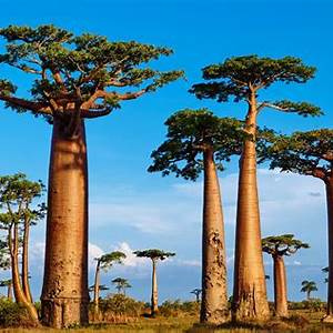 Baobab