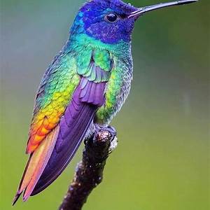 Beautiful Hummingbird