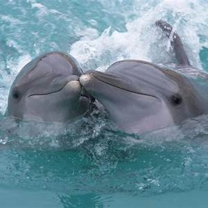 Delfines Del Amor