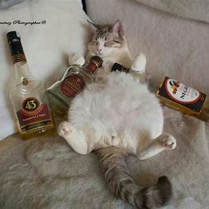 Drunken Cat