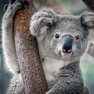 El Koala