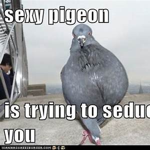 Sexy Pigeon