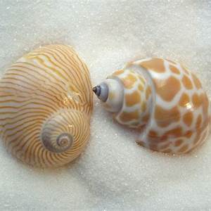 Two Shell