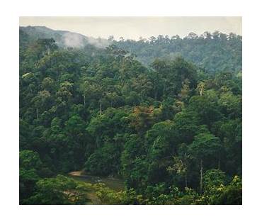 hutan indonesia