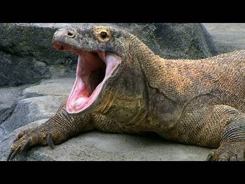 SPOTLIGHT: The Komodo Dragon — World's Largest Living Lizard | Encyclopaedia Britannica