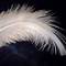 Angels Feather 2024