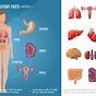 Women's Organs Chart