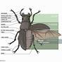 Diagram Of A Beetle