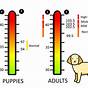 Dog Outside Temperature Chart