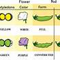 Mendel's Pea Plant Experiment Worksheet Answers