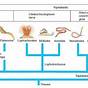 Evolution Of Animals Chart