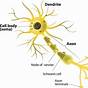 Neuron To Neuron Diagram