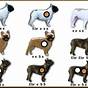 French Bulldog Colour Chart