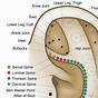 Acupuncture Ear Seeds Points