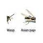 Wasp Bee Identification Chart