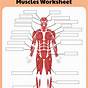 Muscular System Blank Worksheet