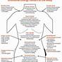 Where Trauma Is Stored In The Body Chart