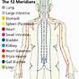 Meridian Lines Chart Human Body