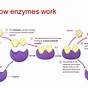 What Is An Enzyme Biology Quizlet