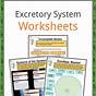 Excretory System Worksheet