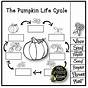 Pumpkin Life Cycle Free Printable